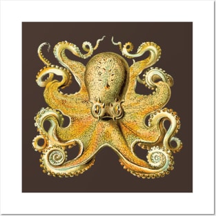 Vintage 1904 Haeckel Octopus - Cephalopod Octopoda Ocean Creature Posters and Art